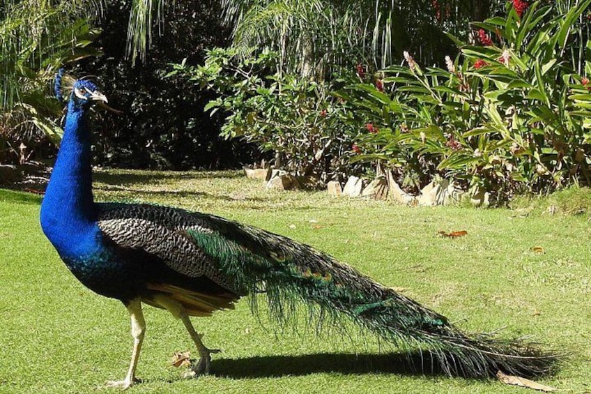 Roatan Gumbalimba Preservation Eco-Park & Beach 5