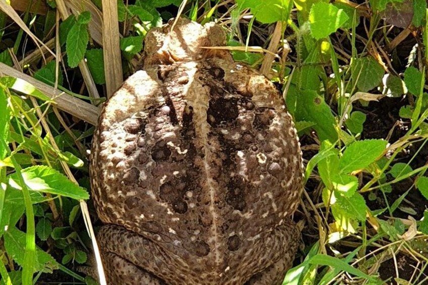 A toad in a natural setting with green foliage and dry grass. 3