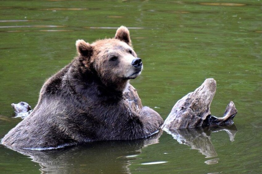 Un ours nage dans l’eau, près d’une bûche. 2