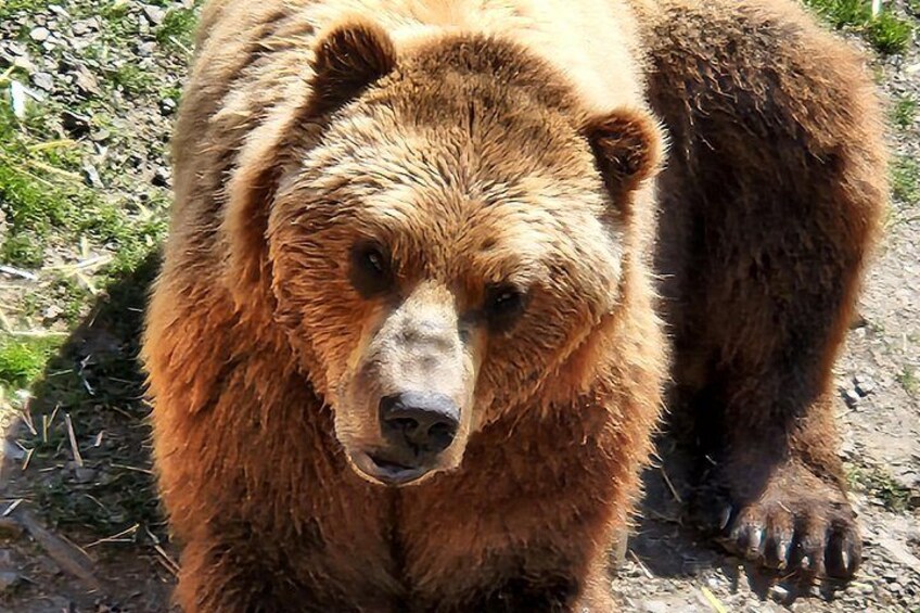 Simply Amazing Sitka Tour: Fortress of the Bear, Alaska Raptor, & Totems 3