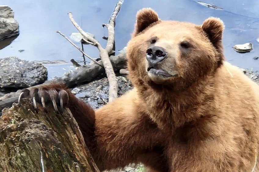 Un ours tenant une bûche près d’une étendue d’eau, avec des rochers et des branches en arrière-plan. 2