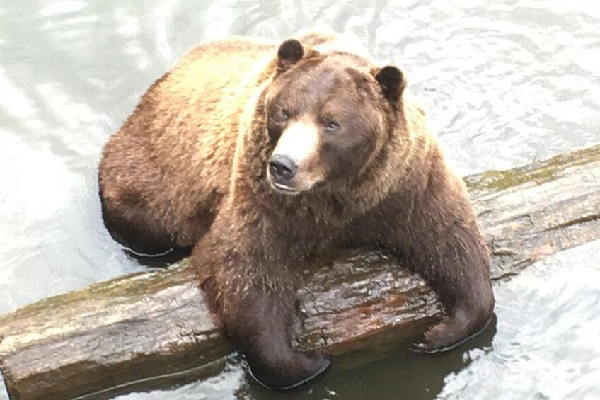 Ein Braunbär sitzt auf einem Baumstamm im Wasser. 4