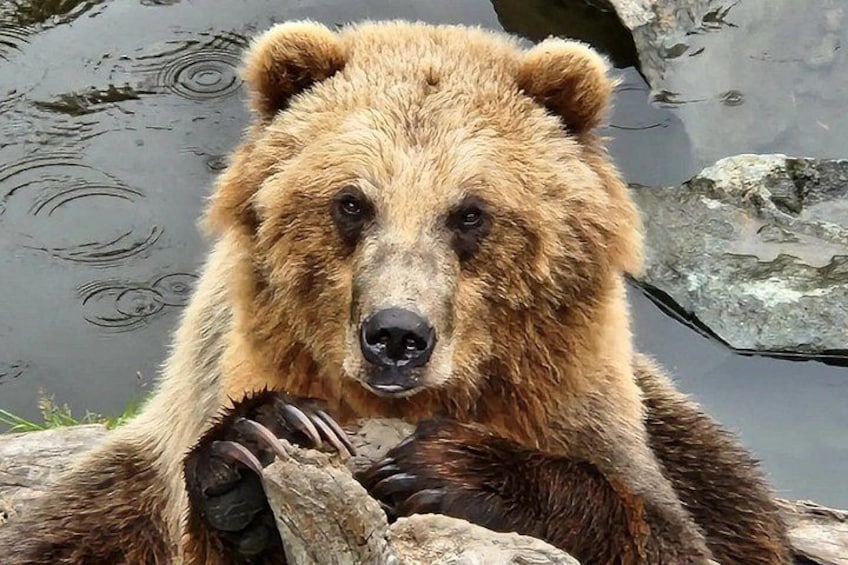 Un ours brun est assis au bord d’une étendue d’eau, entouré de rochers et de troncs d’arbres. 1