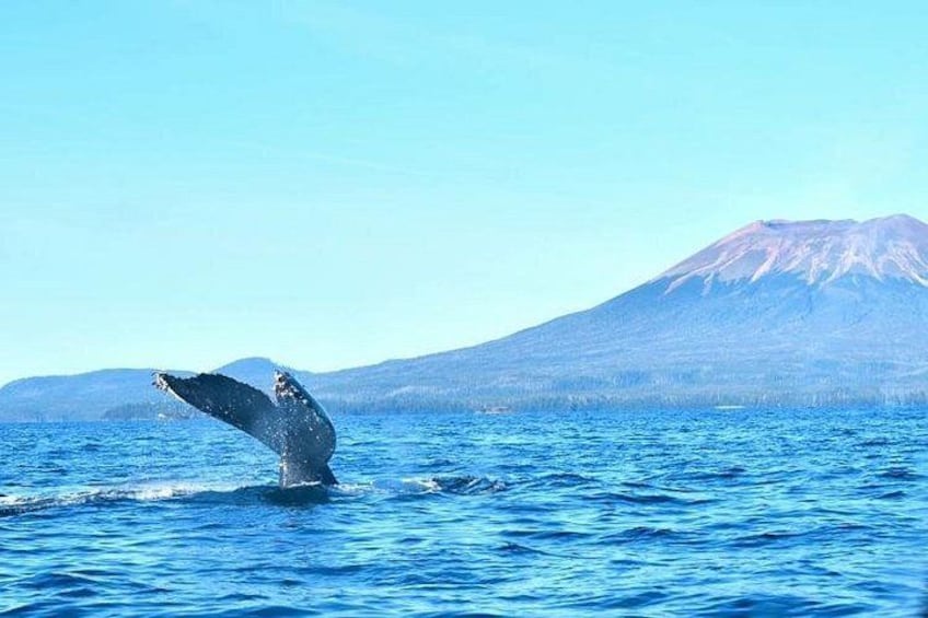 Amazing Whale Watching and Marine Wildlife Shore Excursion 1