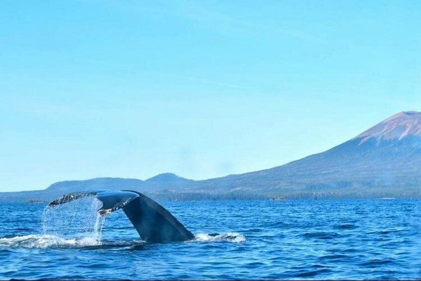 A whale breaching with its tail above water, a clear blue sky, and a mountain in the background. 3
