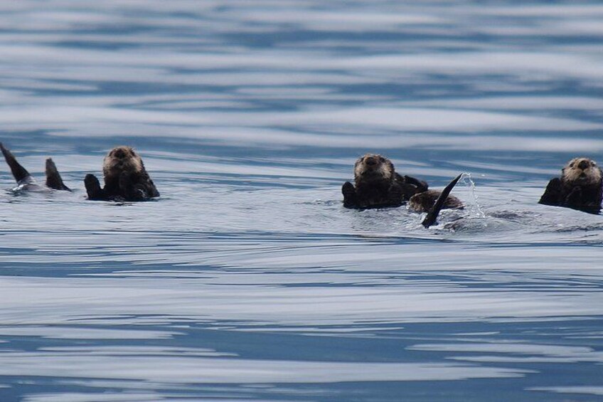 Sea Otters in Sitka Sound 4