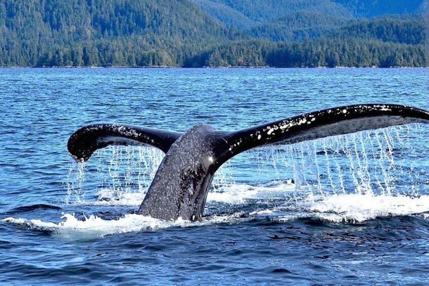 Amazing Whale Watching and Marine Wildlife Shore Excursion 3