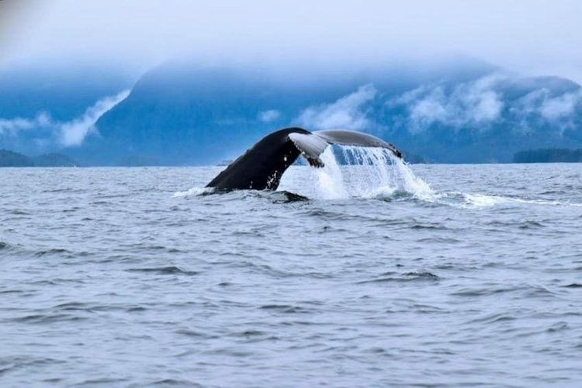 Amazing Whale Watching and Marine Wildlife Shore Excursion 2