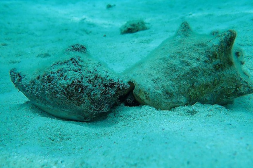 Starfish Point, Stingray City & Coral Garden (3-STOP Adventure) 5