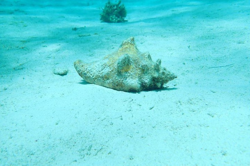 Starfish Point, Stingray City & Coral Garden (3-STOP Adventure) 3