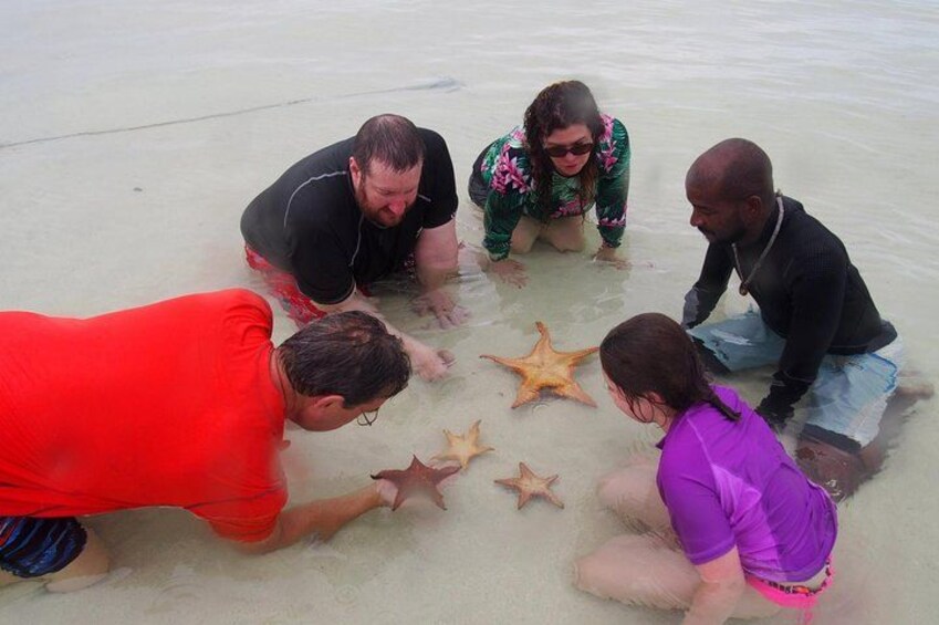 The Starfish Family 2