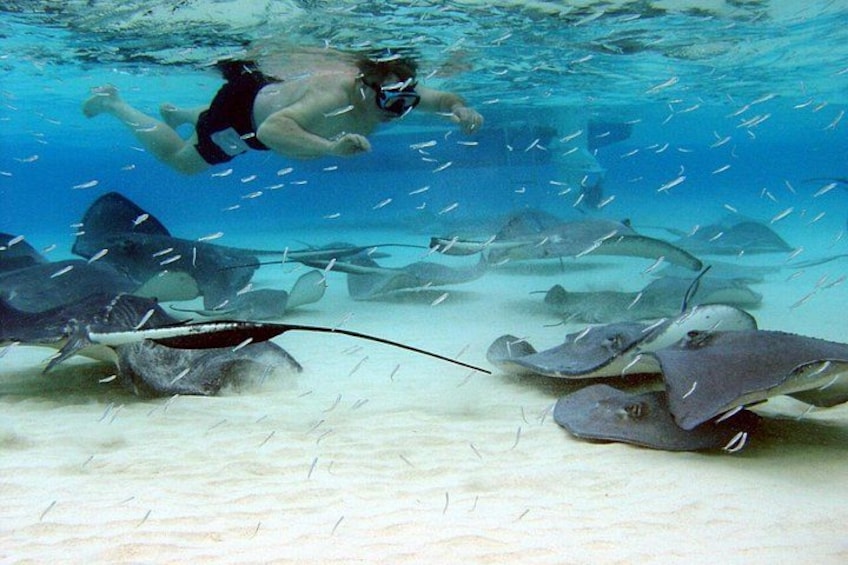 Beautiful Stingrays on sandbar. 1
