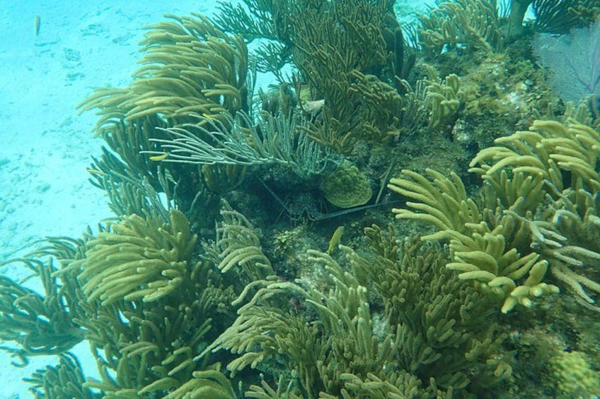 Starfish Point, Stingray City & Coral Garden (3-STOP Adventure) 2