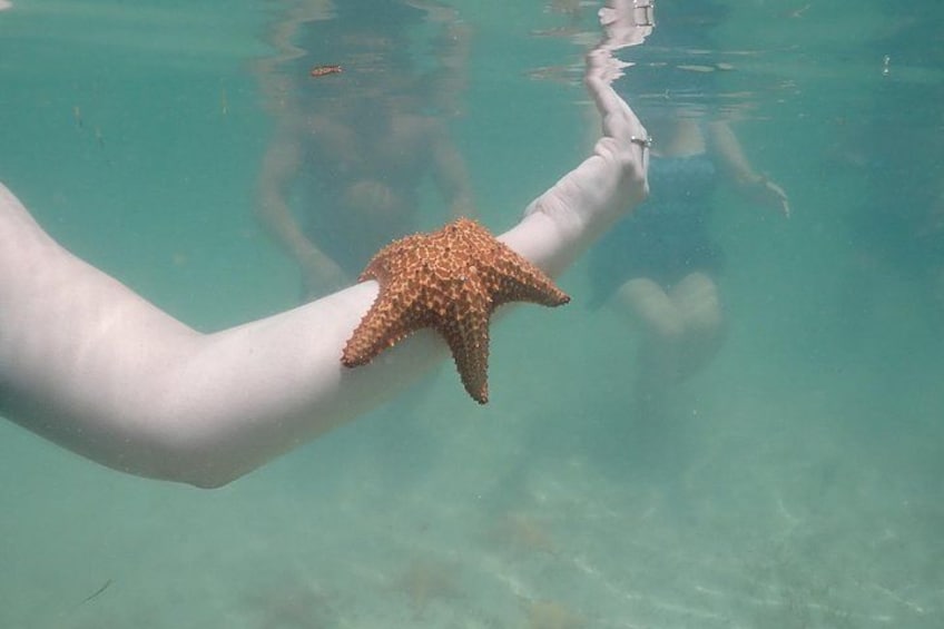 Starfish Point, Stingray City & Coral Garden (3-STOP Adventure) 4