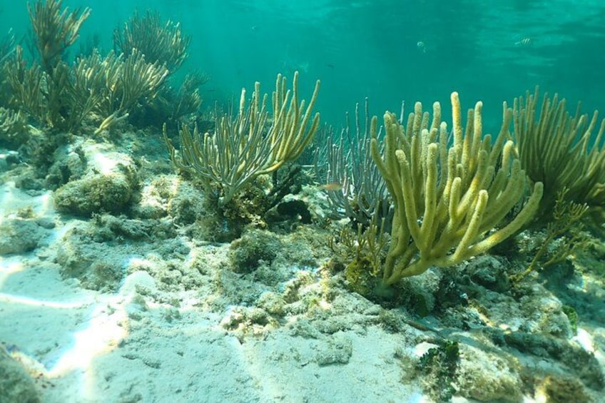 4-Stop Stingray, Snorkel, Star Fish & 7 Mile Beach (Family Owned) 3