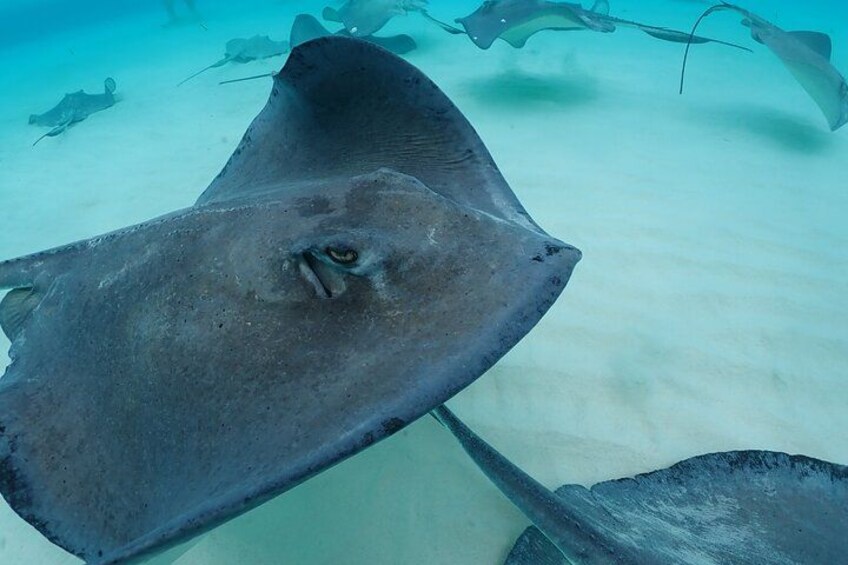 4-Stop Stingray, Snorkel, Star Fish & 7 Mile Beach (Family Owned) 3