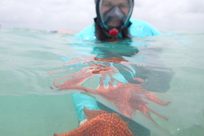 4-Stop Stingray, Snorkel, Star Fish & 7 Mile Beach (Family Owned) 5