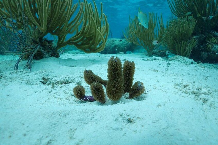 4-Stop Stingray, Snorkel, Star Fish & 7 Mile Beach (Family Owned) 5