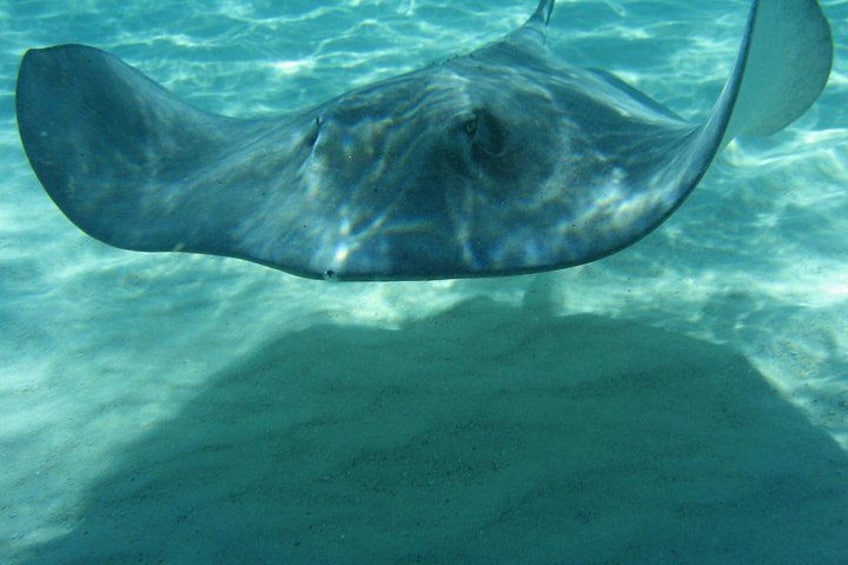 Visit Stingray City! 2