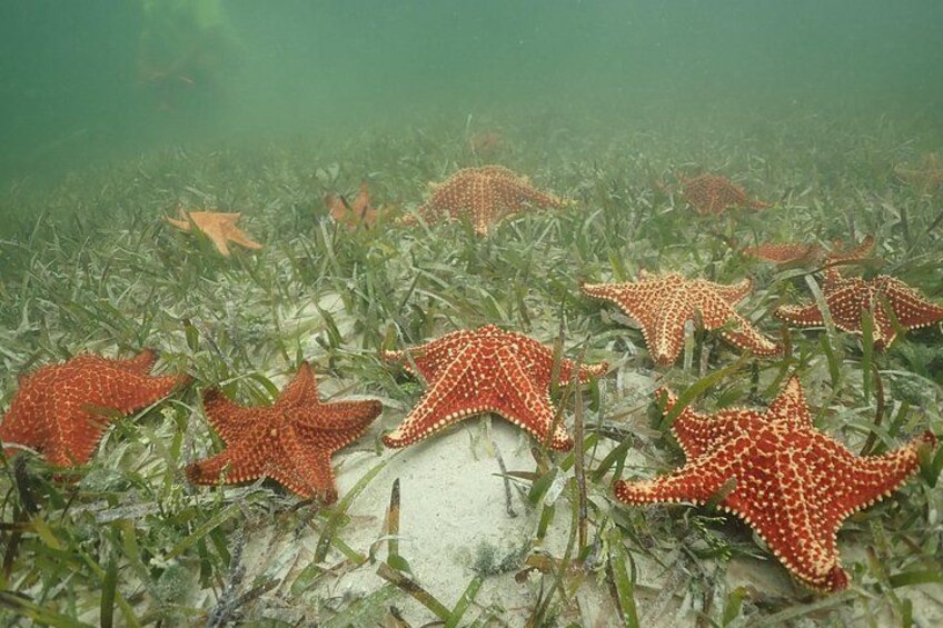 4-Stop Stingray, Snorkel, Star Fish & 7 Mile Beach (Family Owned) 3