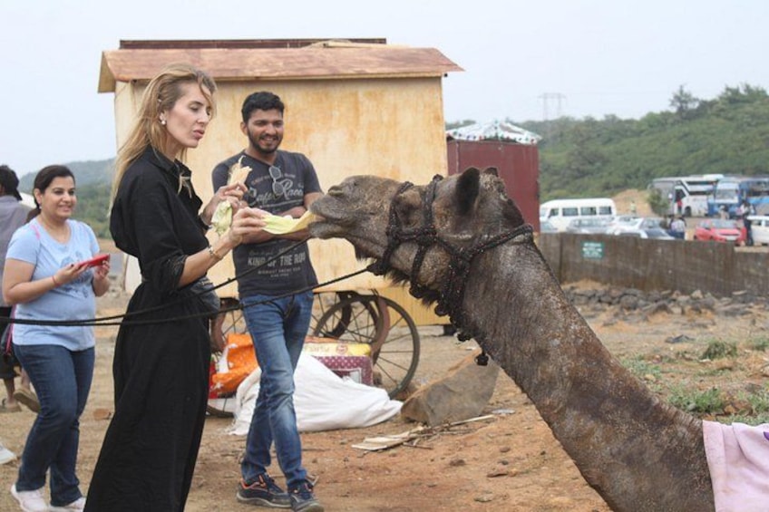 A camel being fed by a person, with a group of people and a cart in the background. 2