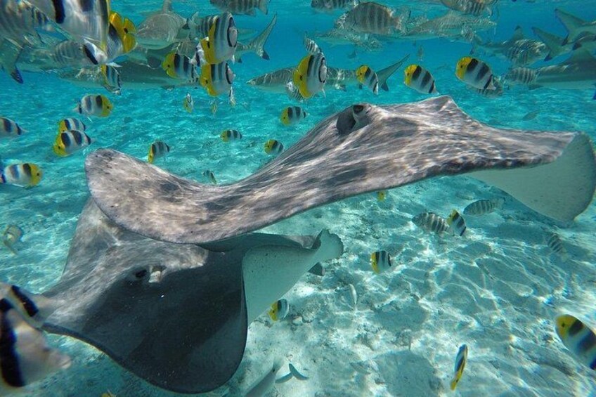 Een mantaray zwemt tussen tropische vissen in helderblauw water. 3