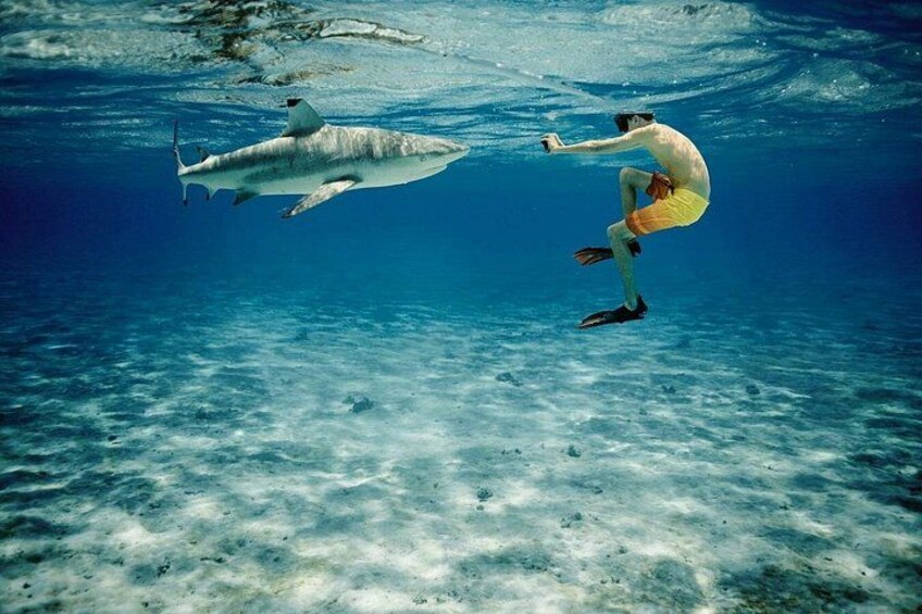 Iemand onder water met een haai. 4