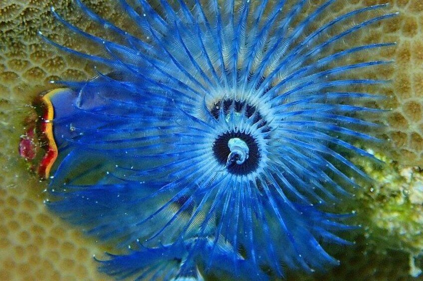 Een blauwe zeeanemoon met een donkere plek in het midden, omgeven door stralende tentakels. 2