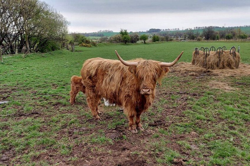 A Highland cow grazing in a field with hay bales in the background. 4