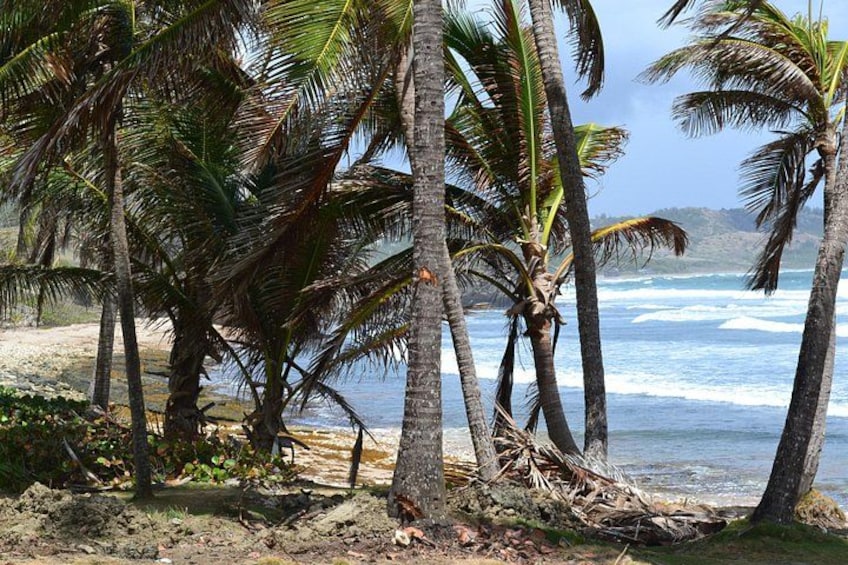 Une plage bordée de palmiers, avec les vagues de l’océan qui déferlent. 3