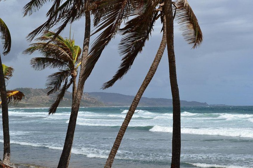 Une plage bordée de palmiers et baignée par les vagues. 4