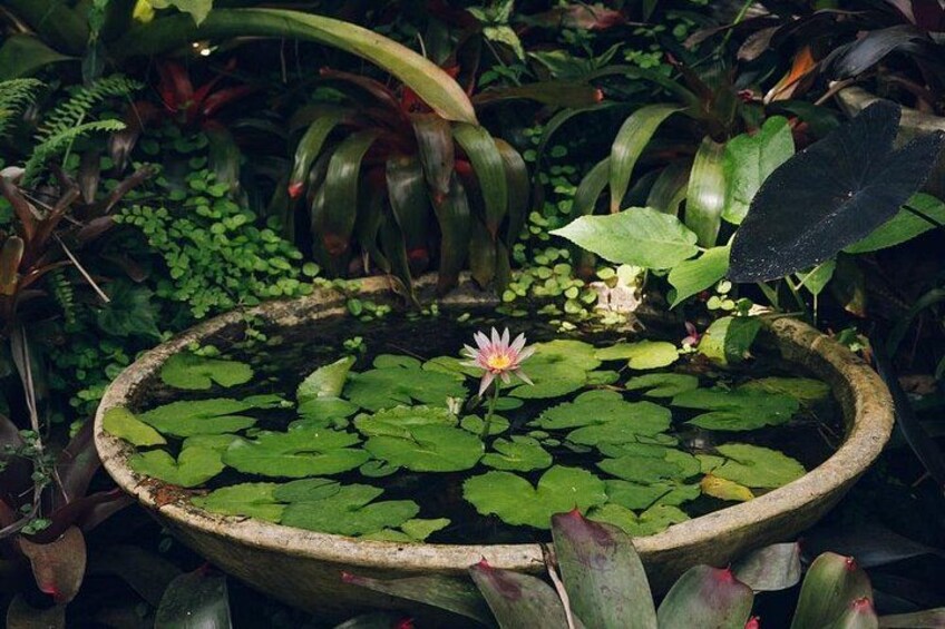 Et vandbassin med en lotusblomst, omgivet af forskellige tropiske planter. 3