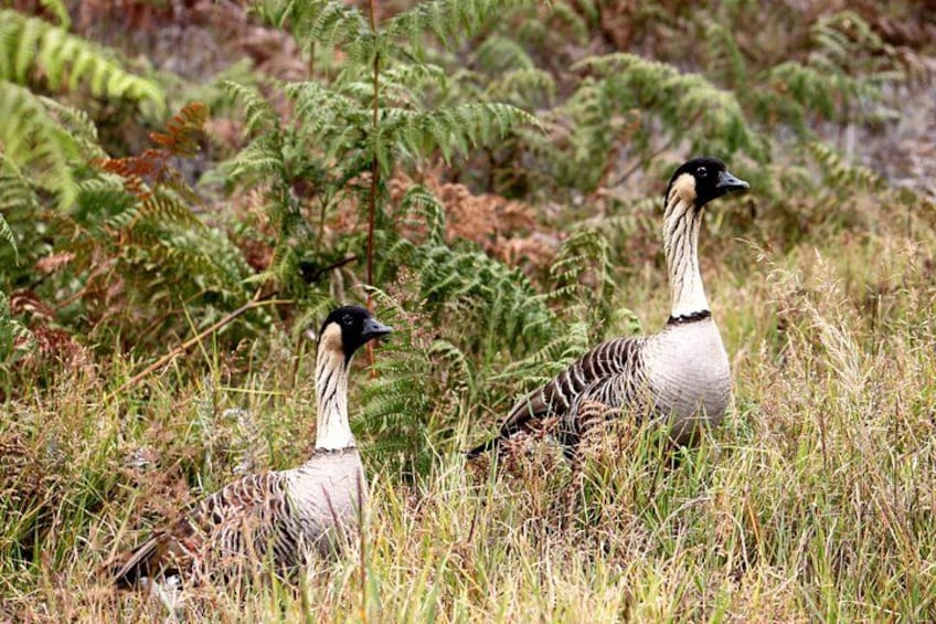 Hawaiian Nene Goose 2