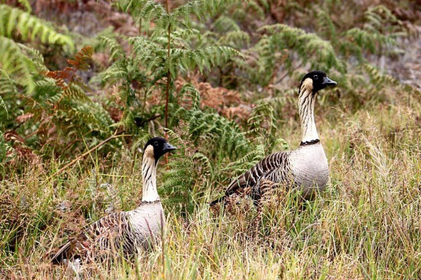 Hawaiian Nene Goose 2