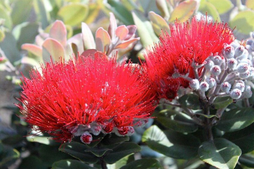 Ohi'a Lehua 3