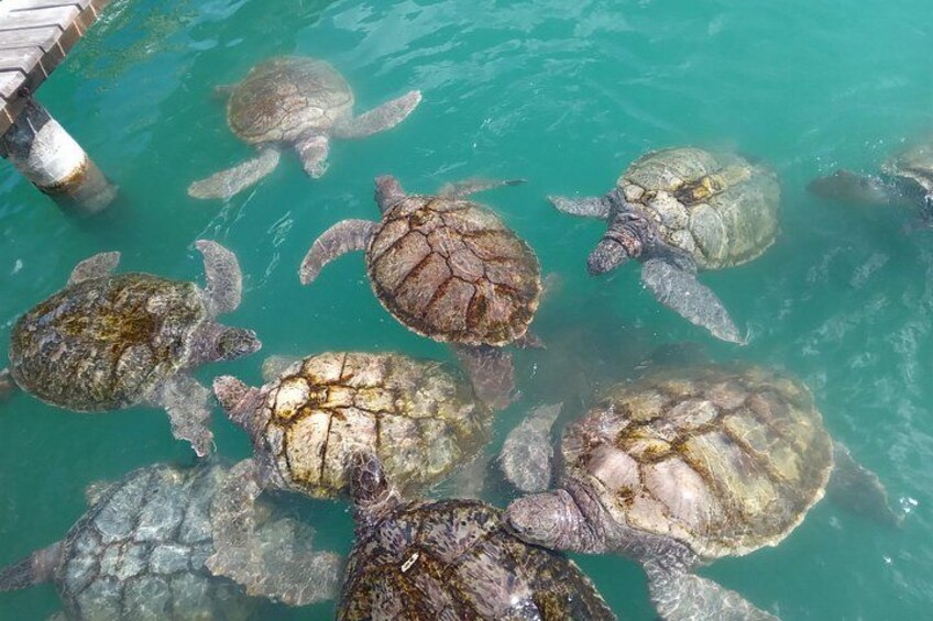 Green Sea Turtle 5