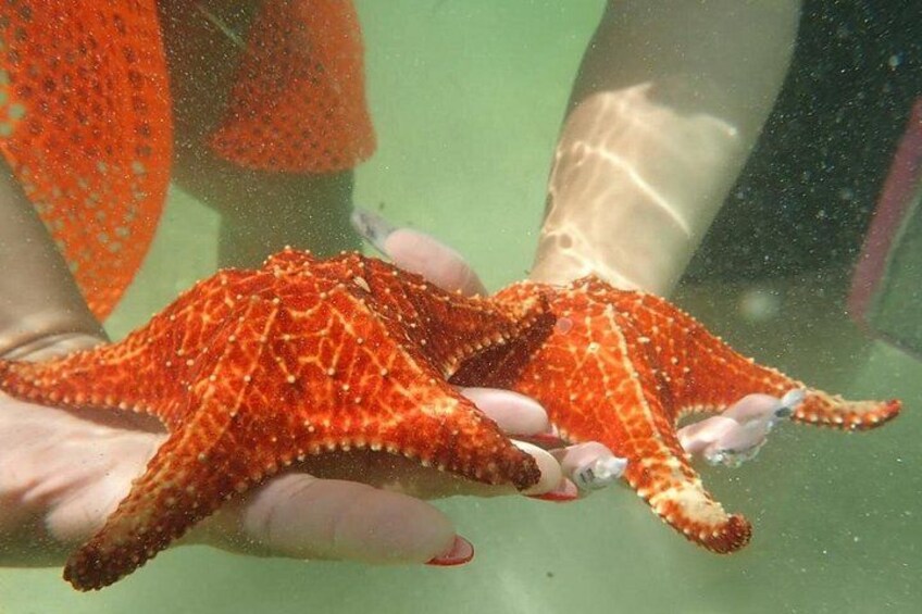 Starfish 2