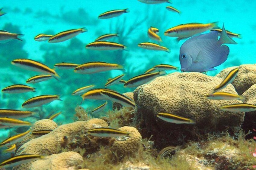 Snorkel at the Coral Gardens 1