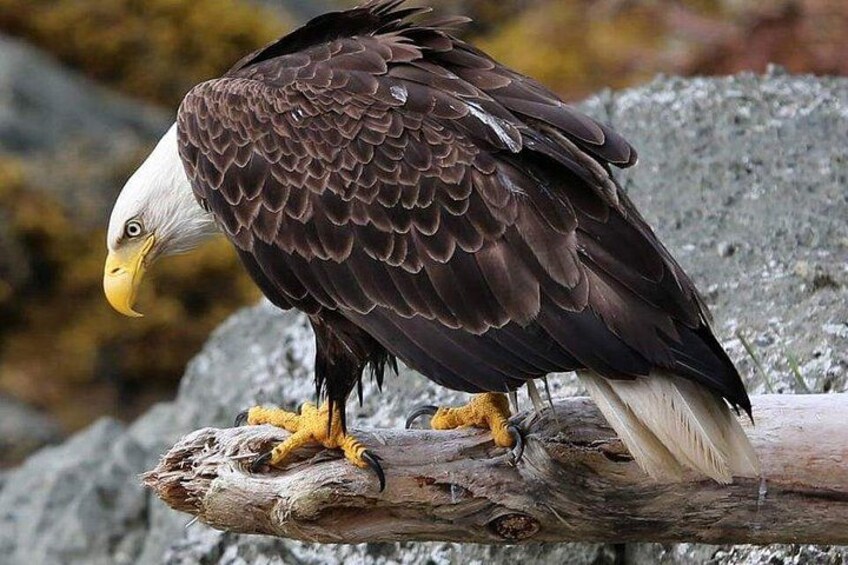 EagleE 3