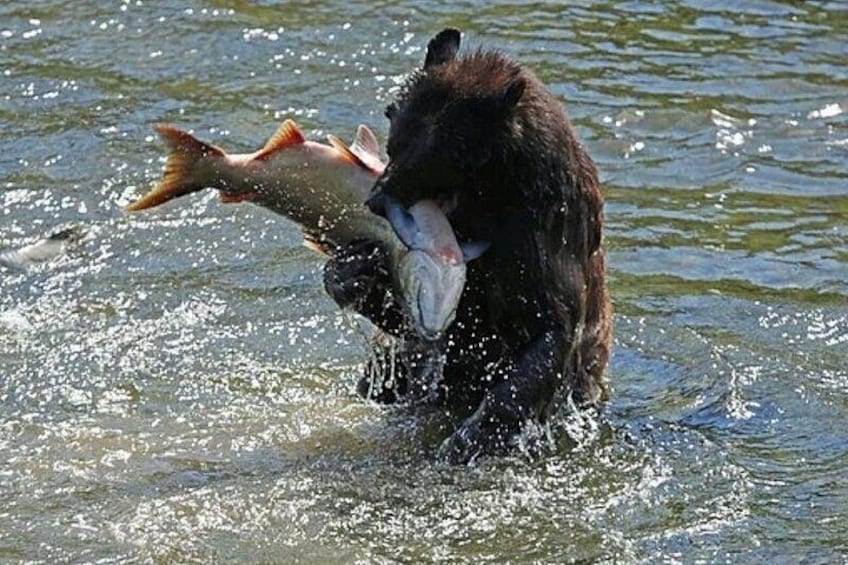 Un ours tenant un poisson dans sa gueule. 2