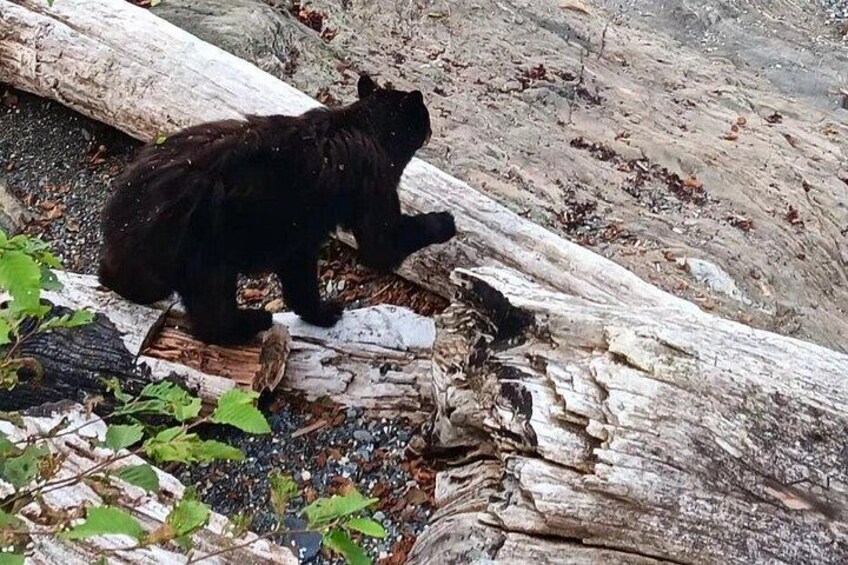 A black bear sitting on a log surrounded by rocks and foliage. 5