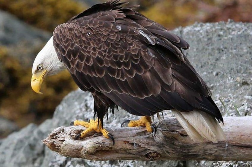 EagleE 5