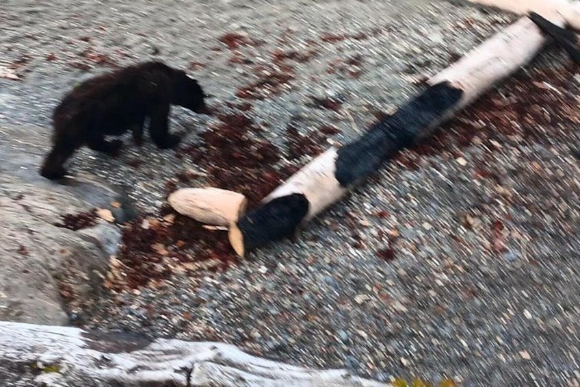Ketchikan All In One 5