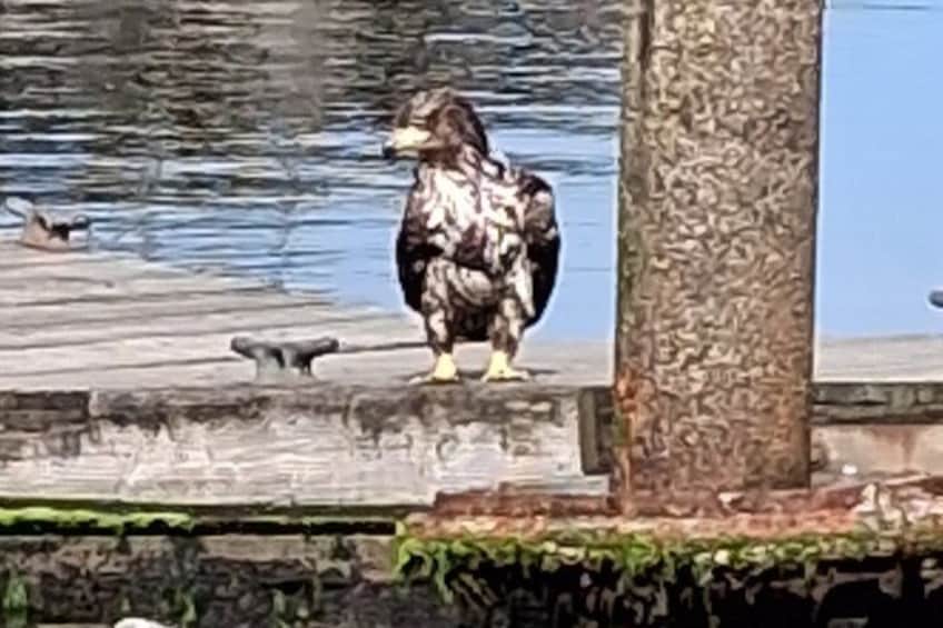 Ketchikan All In One 2