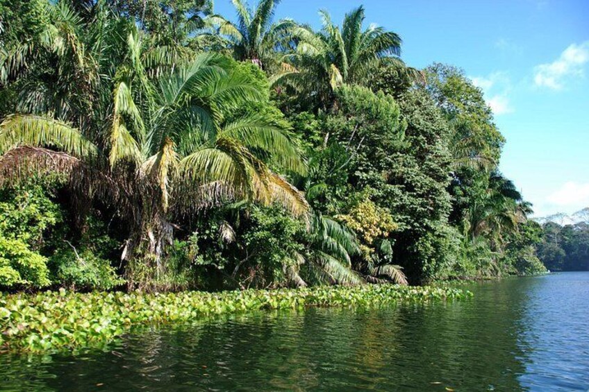 Orilla de río tropical con vegetación densa y palmeras. 1