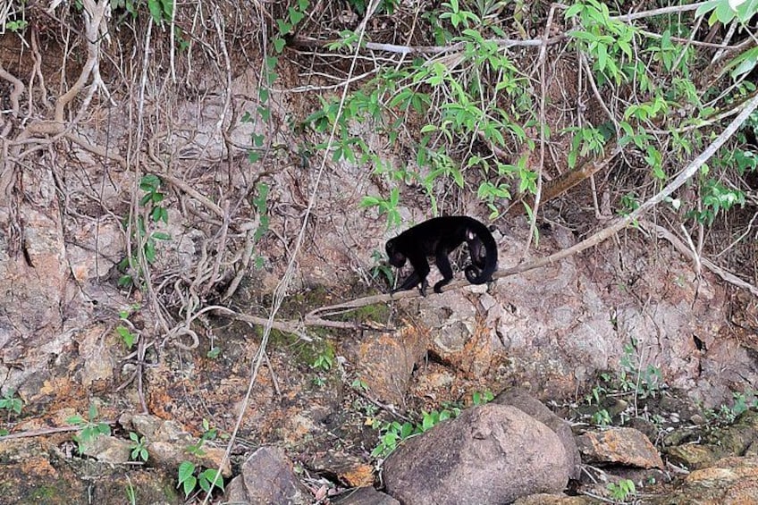 Boat tour in the Panama Canal to Monkeys and sloths islands 3
