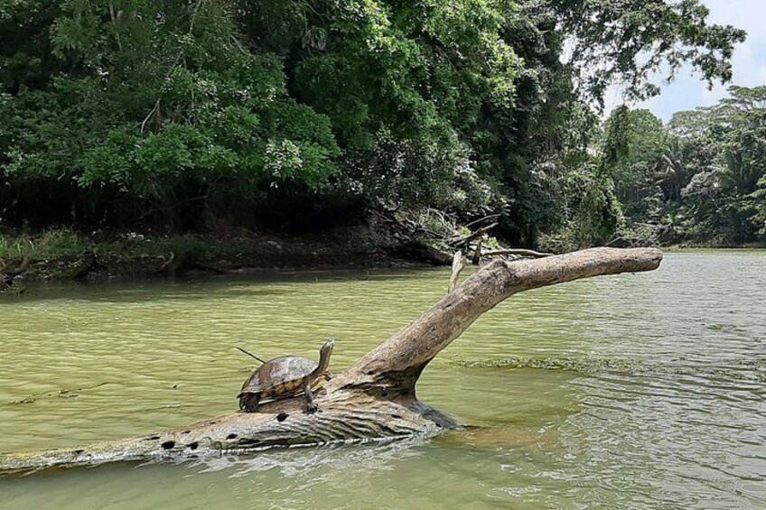 Una tortuga sobre una rama de árbol caída en un río rodeado de abundante vegetación. 4