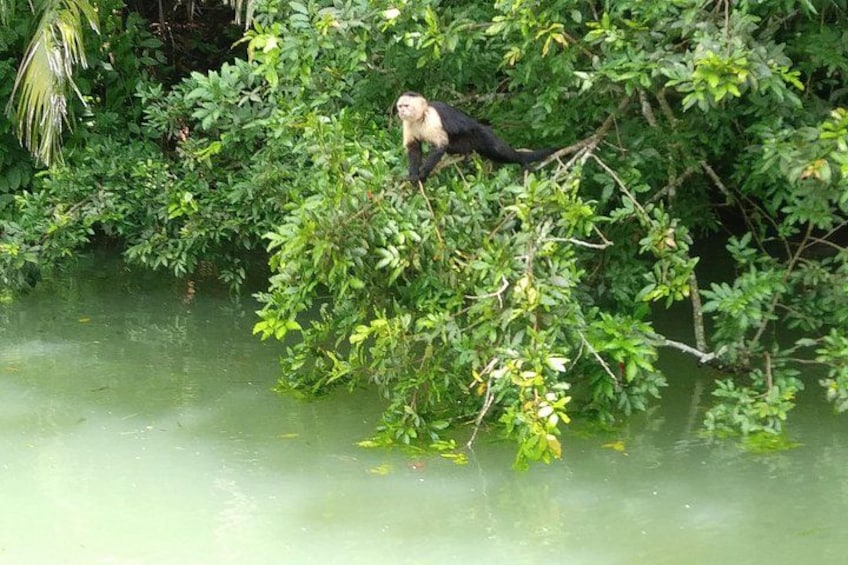 Boat tour in the Panama Canal to Monkeys and sloths islands 2