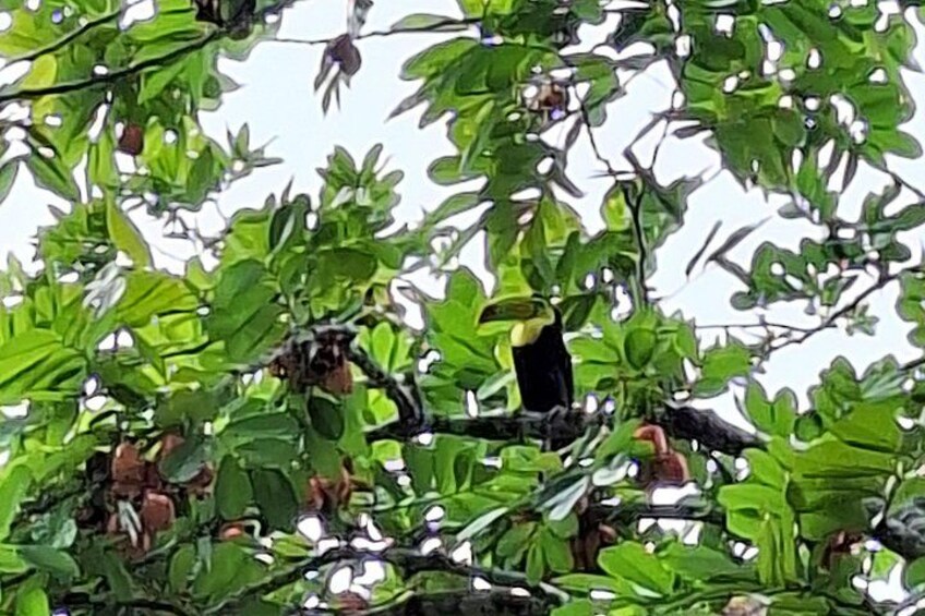 Un pájaro posado en una rama en medio de follaje denso. 3