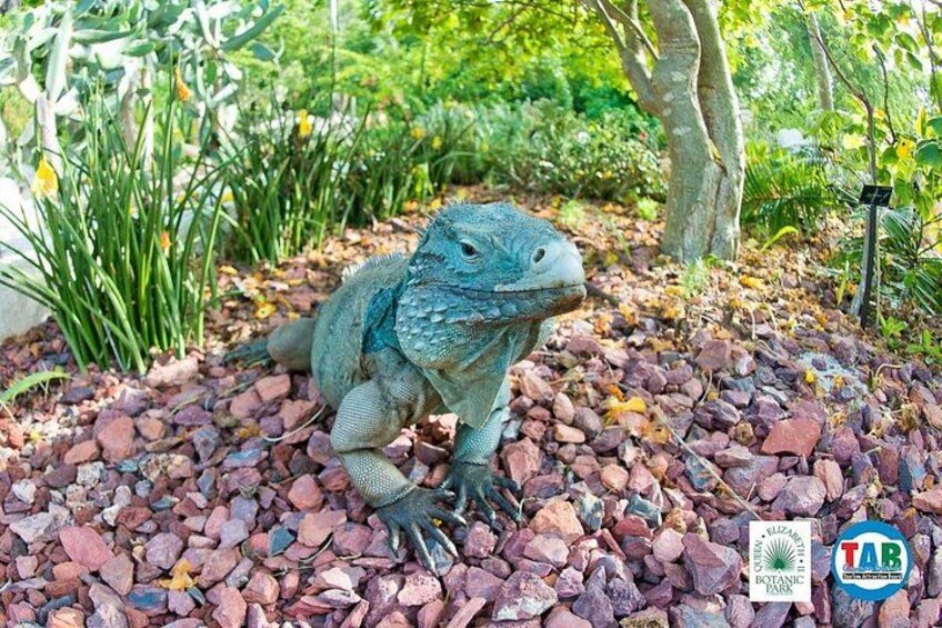 Cayman Crystal Caves & Pedro St James OR Botanic Gardens 3